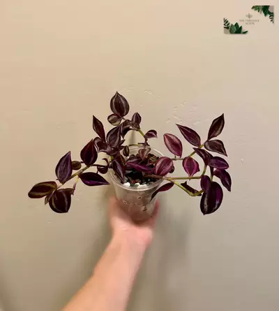 plant/Tradescantia ‘Deep Purple’ | Rare Tradescantia Zebrina | 4” Gothic House Plant-2-thumbnail