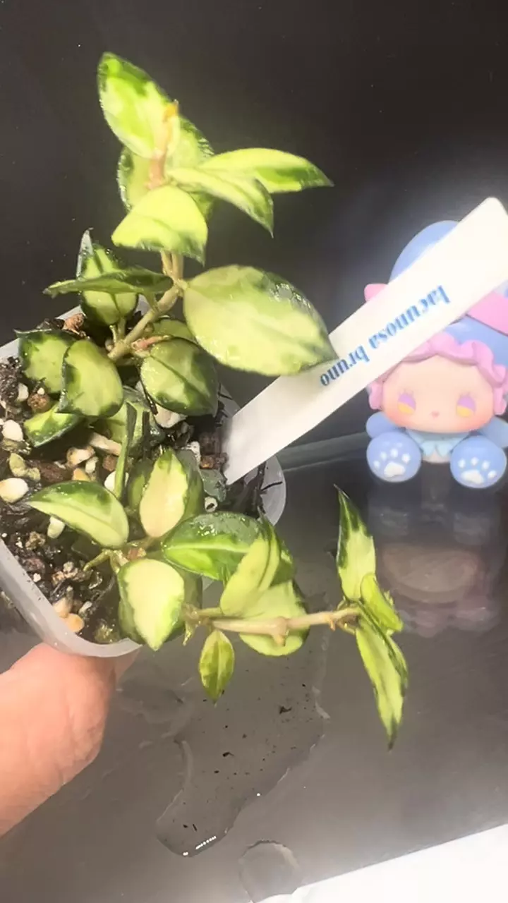 plant/Lacunosa burno-1