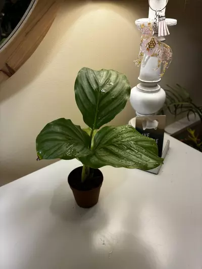 plant/Calathea Orbifolia-2-thumbnail