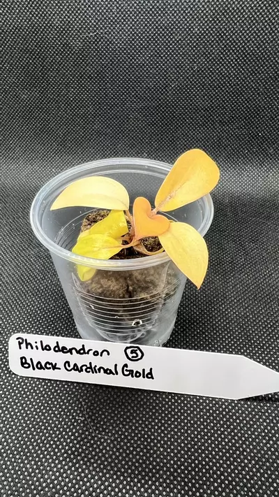 plant/Philodendron Black Cardinal Gold-4-thumbnail