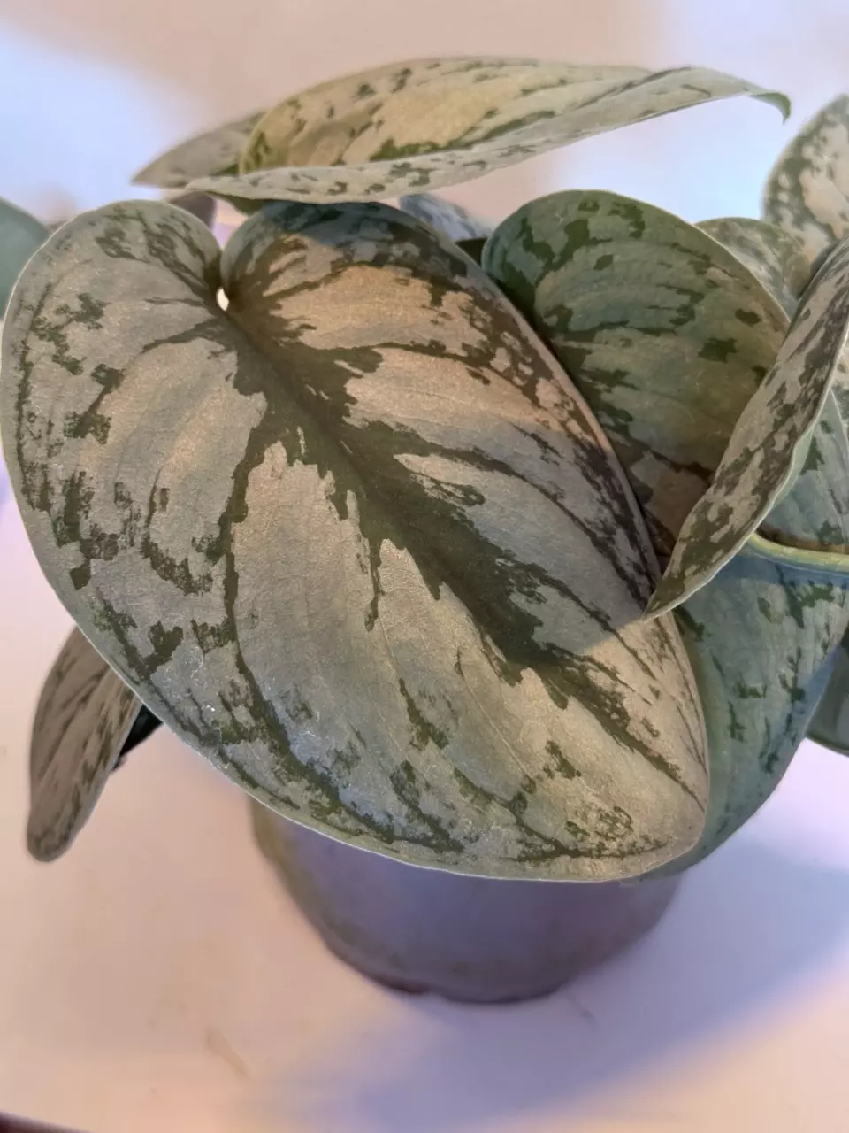 plant/Silver Satin-1