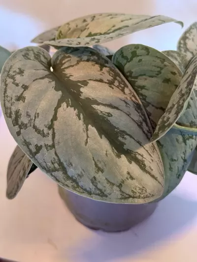 plant/Silver Satin-1-thumbnail