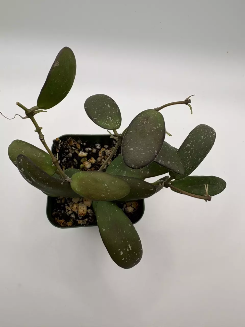 plant/Hoya sp ‘GPS 7240’-1