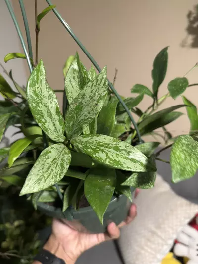 plant/8” HB Hoya Pubicalyx Silver Splash-0-thumbnail