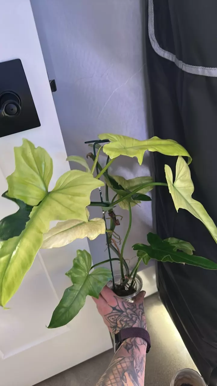 plant/Philodendron Golden Dragon Mint-1