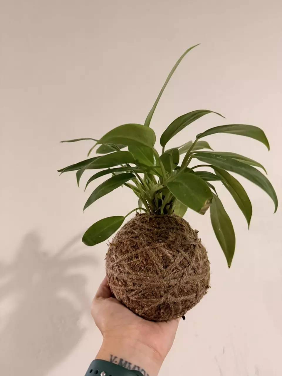 plant/Philodendron Mini Green (Kokedama)-1
