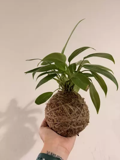 plant/Philodendron Mini Green (Kokedama)-1-thumbnail