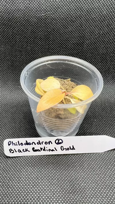plant/Philodendron Black Cardinal Gold-1-thumbnail