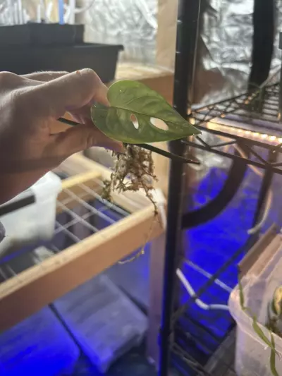 plant/Monstera obliqua pachicutza-1-thumbnail