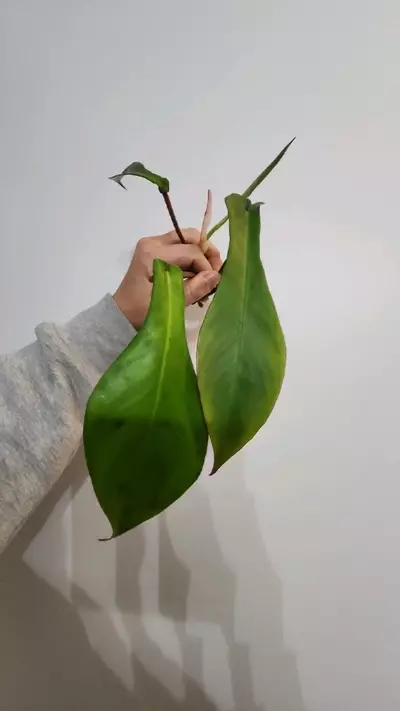 plant/Philodendron jopeii prop jar-2-thumbnail