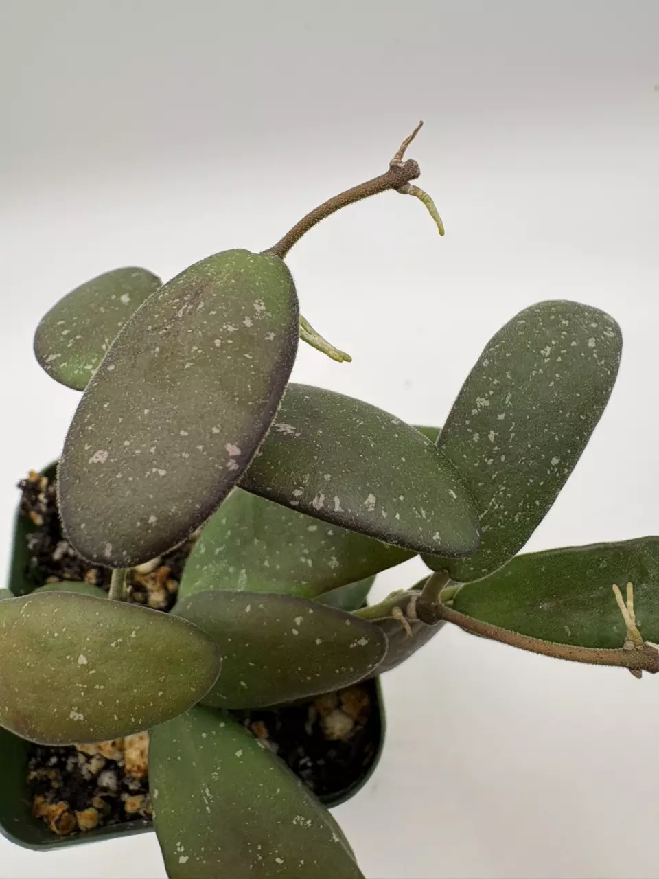 plant/Hoya sp ‘GPS 7240’-2