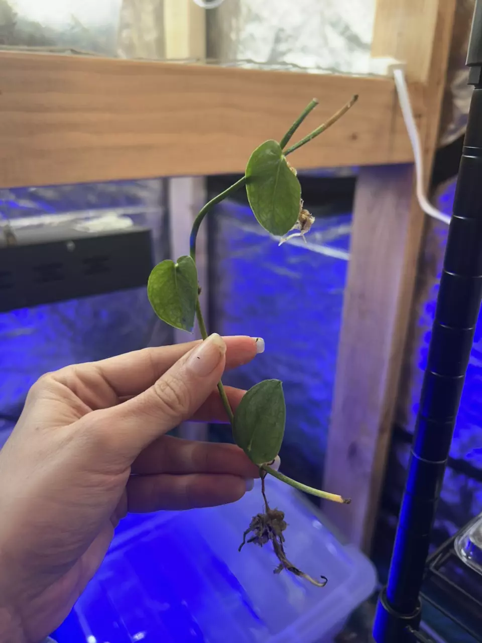 plant/Monstera punctulata, Sierra Juarez-0