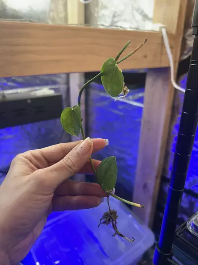 plant/Monstera punctulata, Sierra Juarez-0-thumbnail