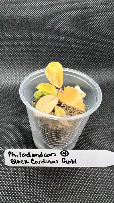 plant/Philodendron Black Cardinal Gold-3-thumbnail