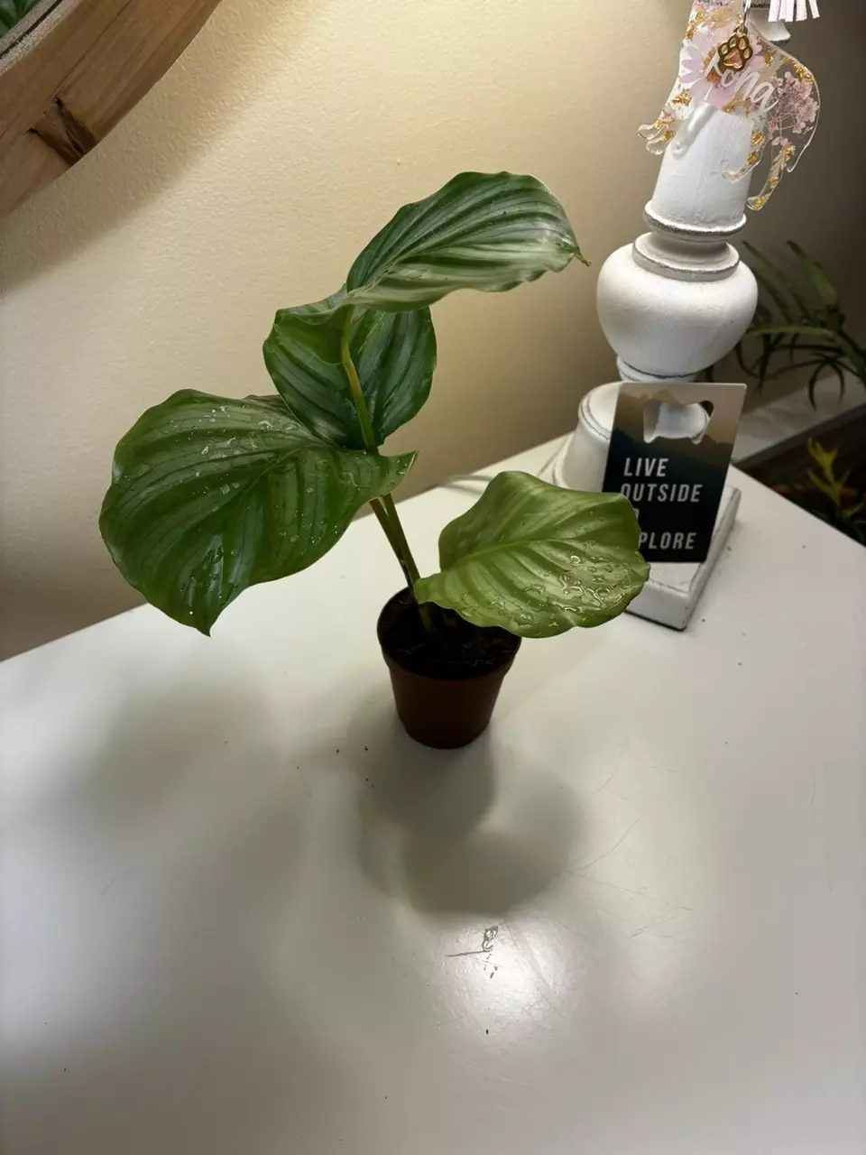 plant/Calathea Orbifolia-0