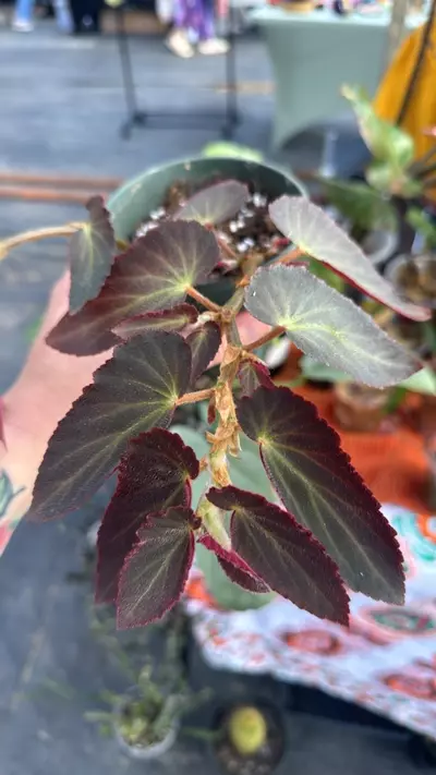 plant/Begonia Withaloochee-0-thumbnail
