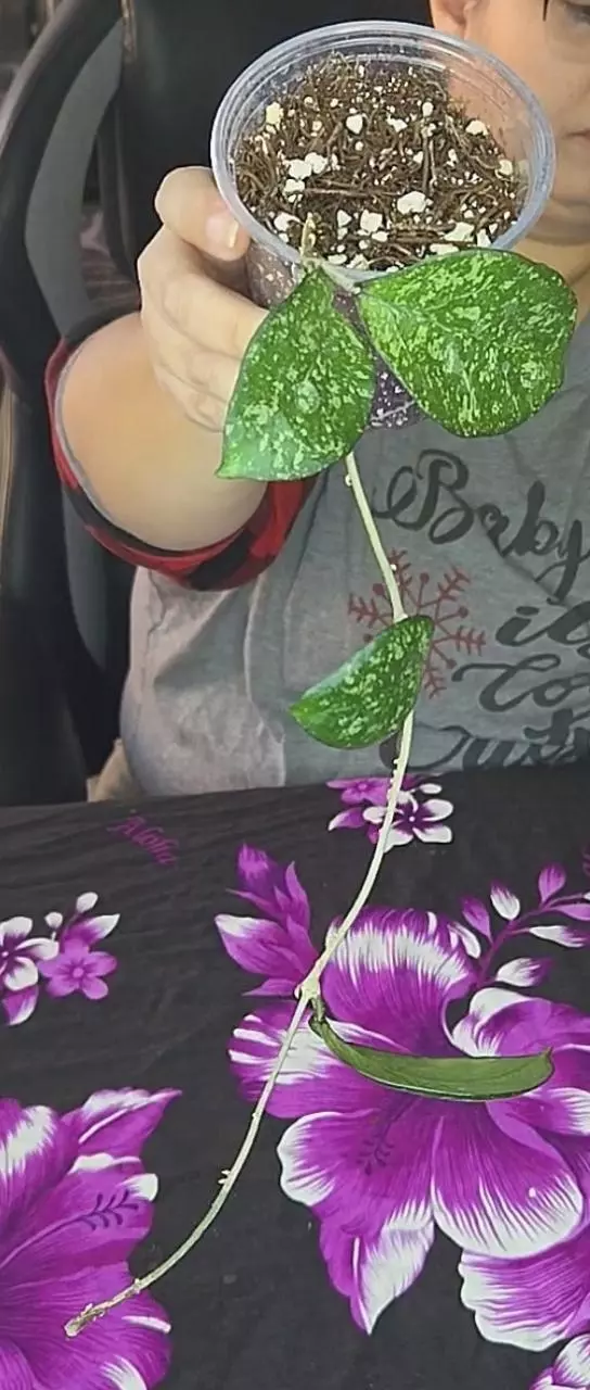 plant/crassi x Michele Clone 1-0