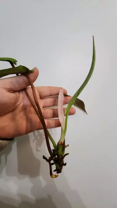 plant/Philodendron jopeii prop jar-1-thumbnail