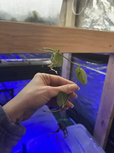 plant/Monstera punctulata, Sierra Juarez-1-thumbnail