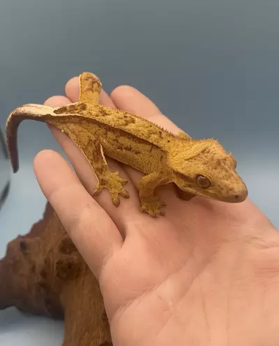 plant/Chiclet - Yellow Reverse Pinstripe-0-thumbnail