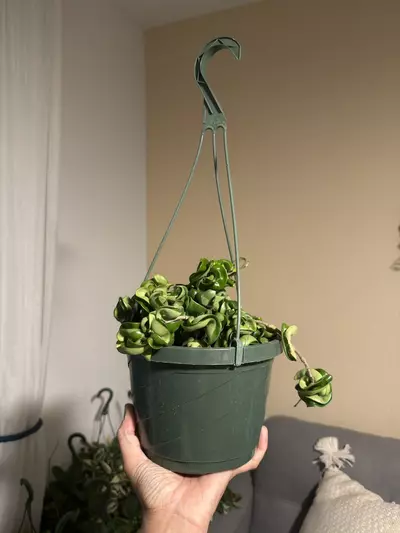 plant/8” HB Hoya Compacta-1-thumbnail