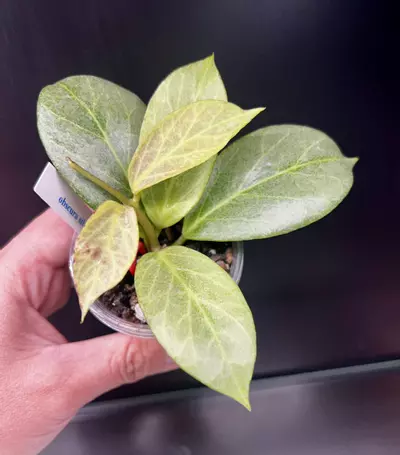 plant/Obscura *silver 🩶-0-thumbnail