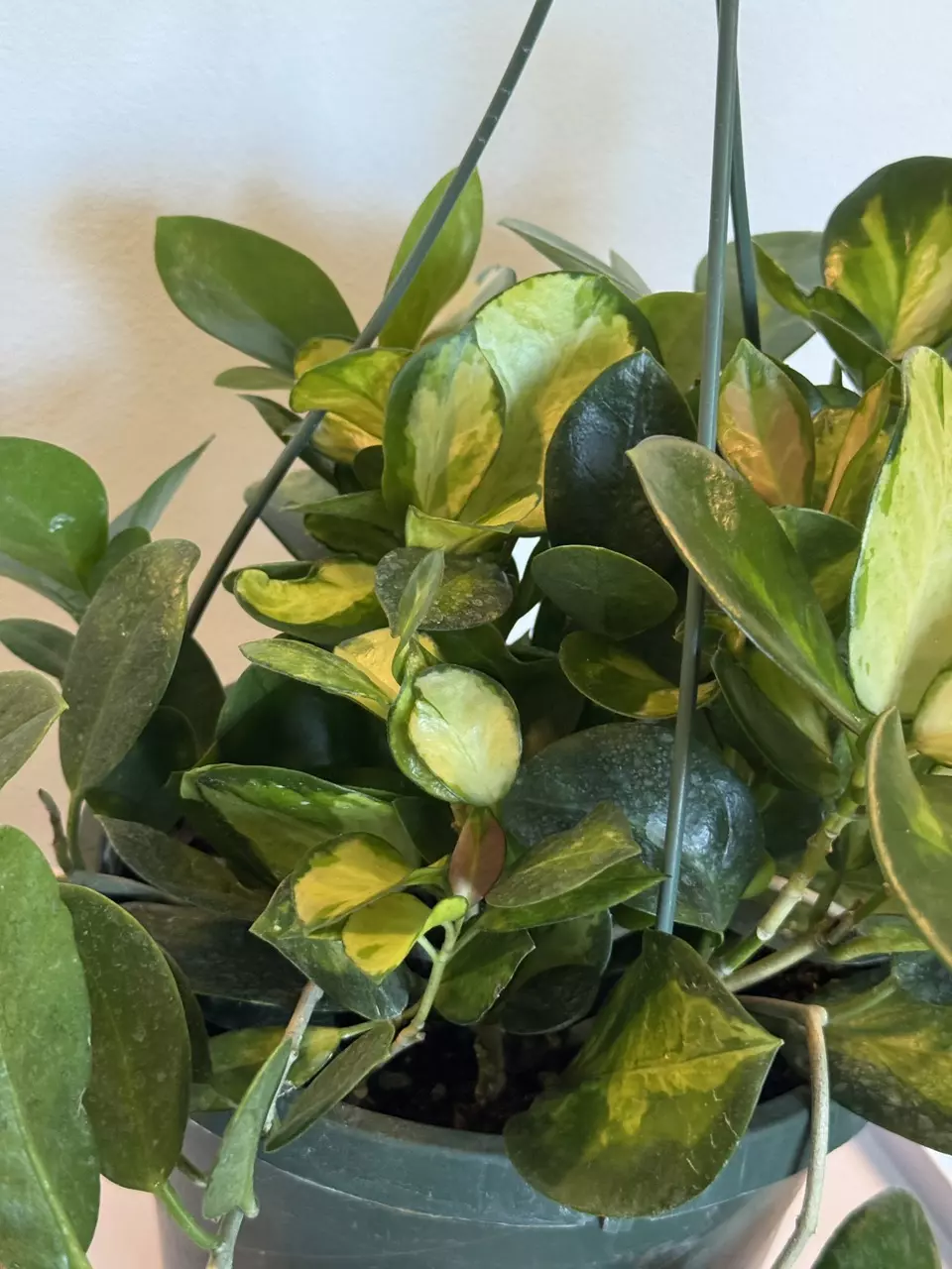 plant/8” HB Hoya Australis Lisa-2