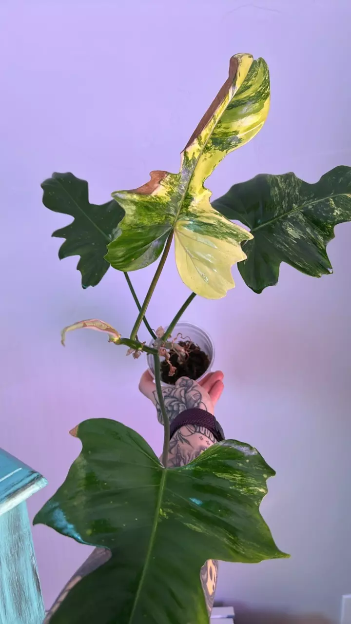 plant/Philodendron FB x Mayoi-1