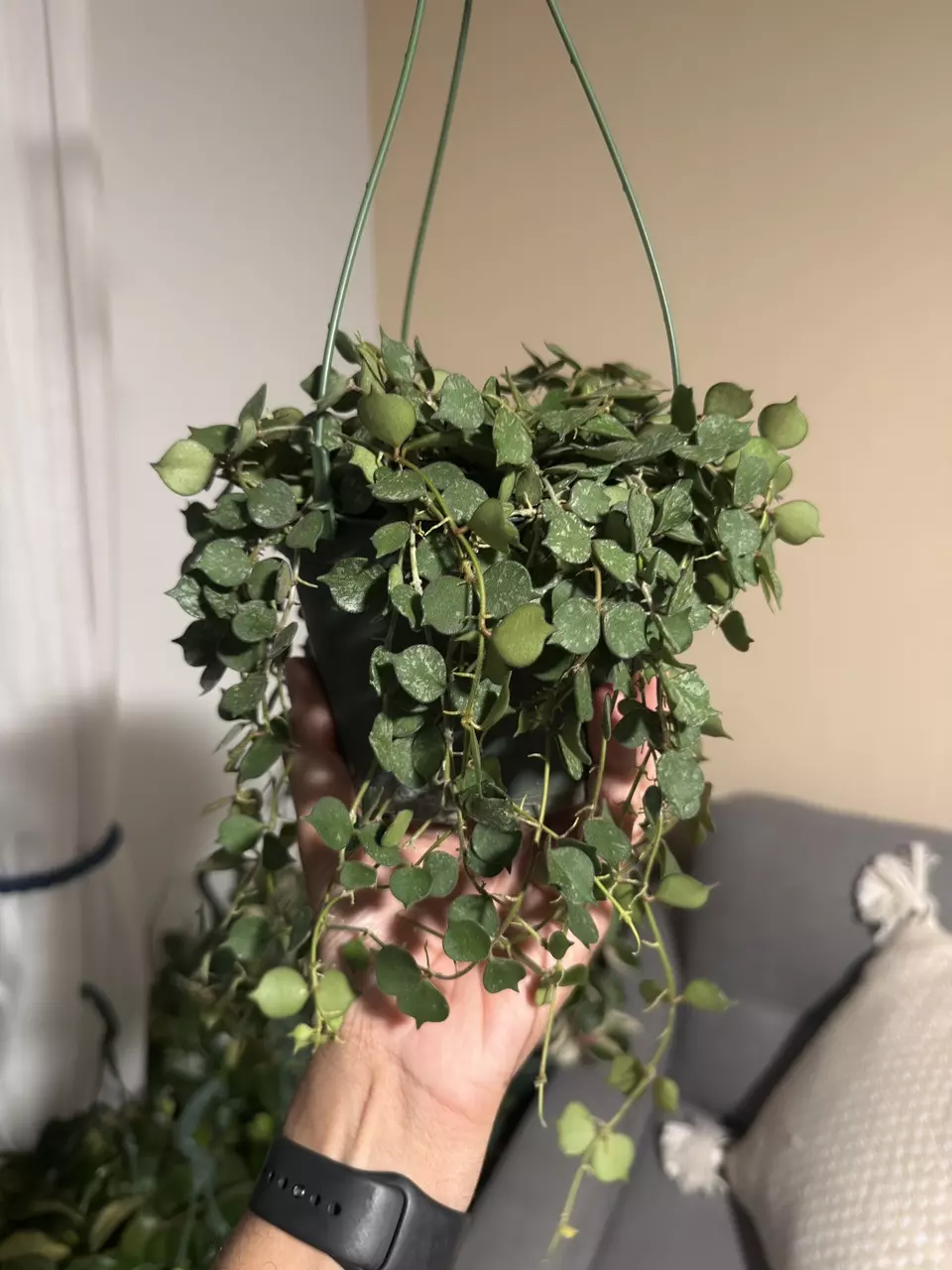 plant/6” HB Hoya Curtisii-0