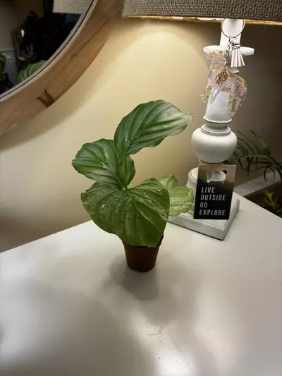 plant/Calathea Orbifolia-1-thumbnail