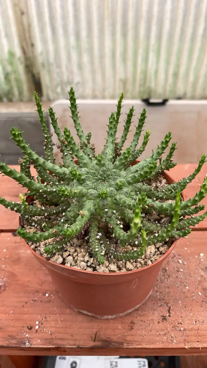 plant/Ps362 euphorbia medusa- hybrid-0