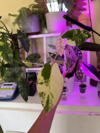 plant/💚🤍Macrorrizha Albo Alocasia🤍💚-1-thumbnail