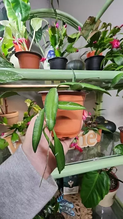 plant/Hoya wayetii-0-thumbnail