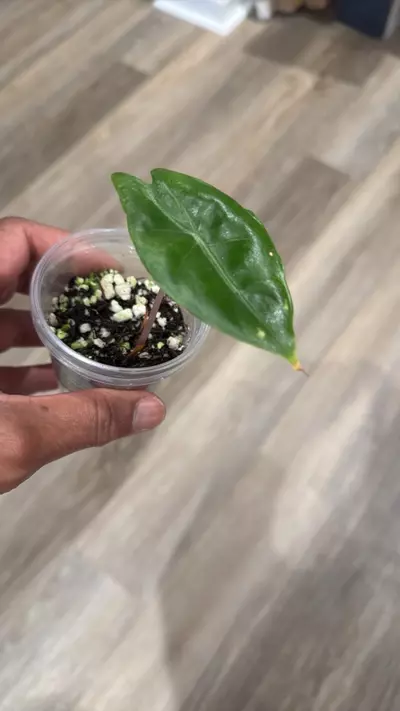 plant/Alocasia pink dragon-0-thumbnail