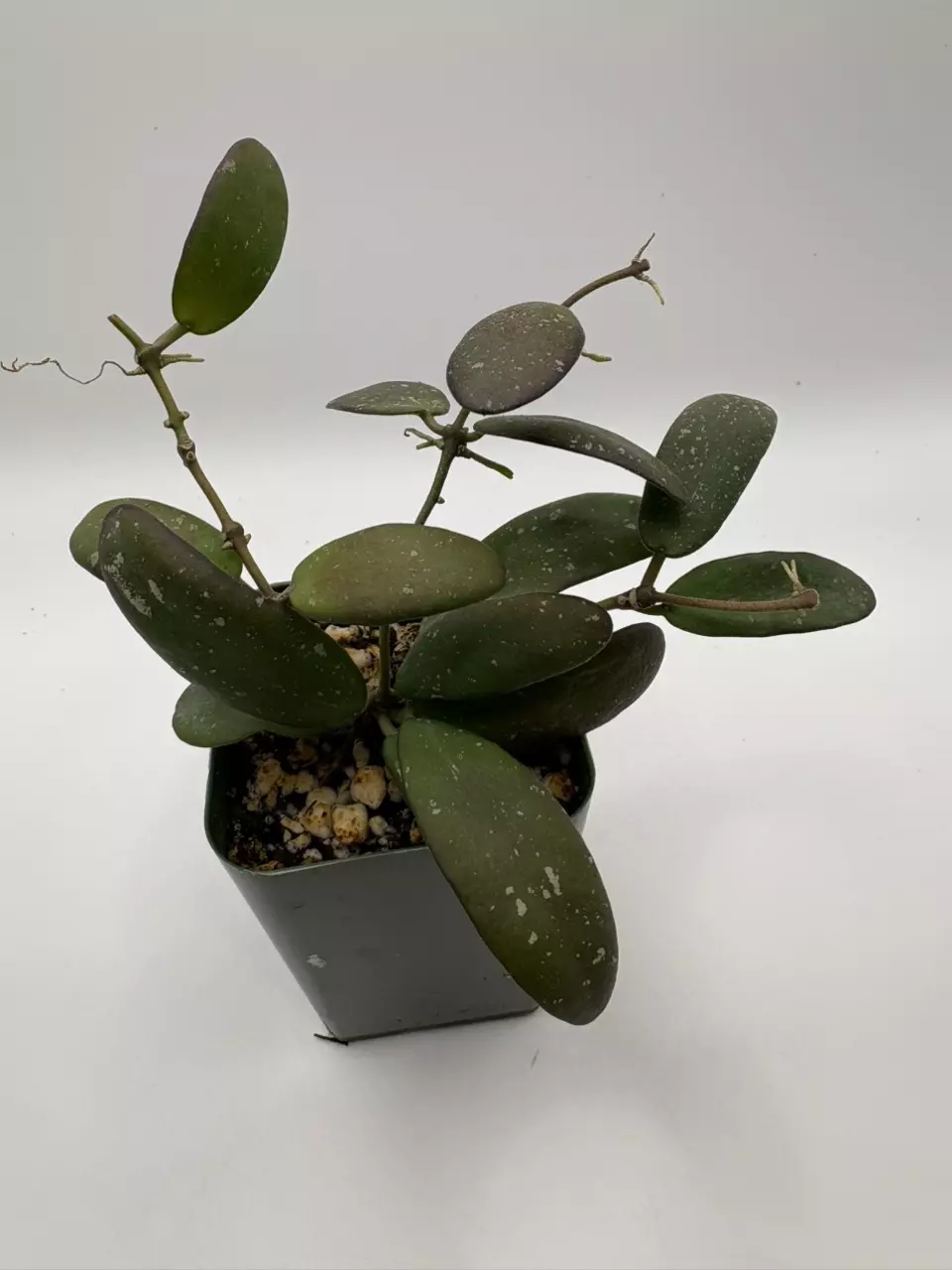 plant/Hoya sp ‘GPS 7240’-0