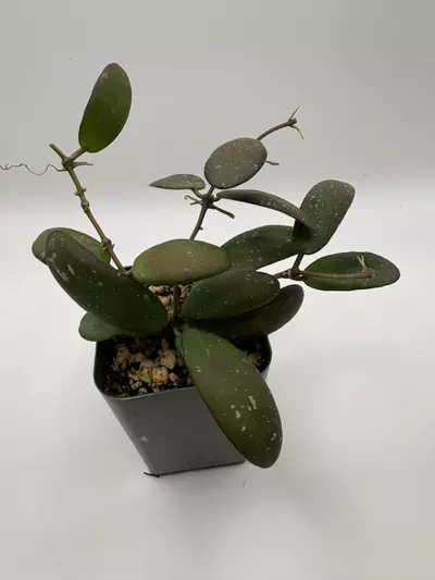 plant/Hoya sp ‘GPS 7240’-0-thumbnail