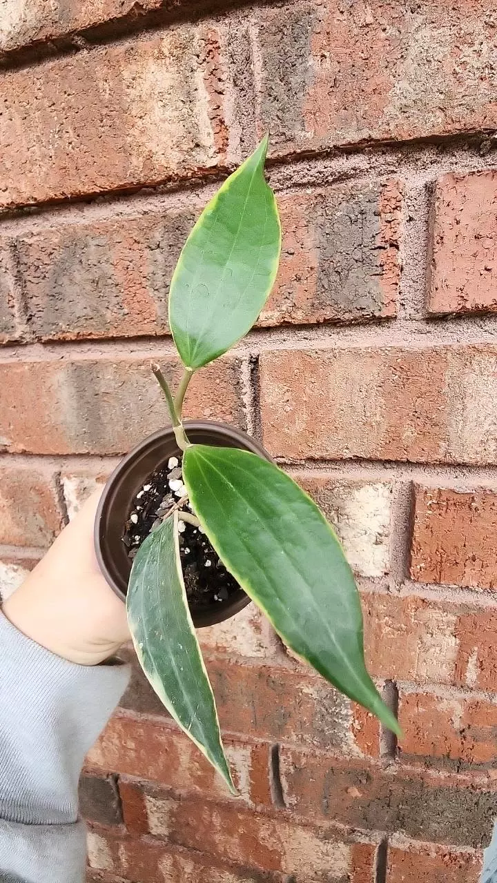 plant/Hoya Macrophylla Albomarginata-0