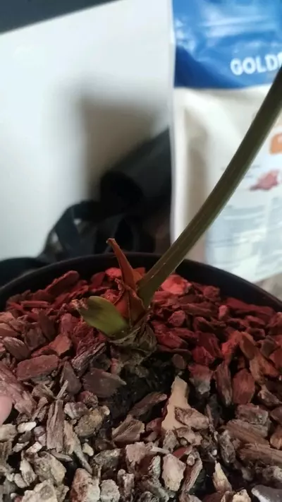 plant/PURE Dressleri! In cataphyll-1-thumbnail