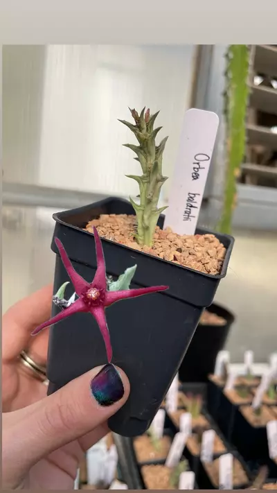 plant/Orbea baldratii-5-thumbnail