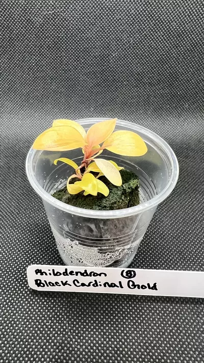 plant/Philodendron Black Cardinal Gold-7-thumbnail