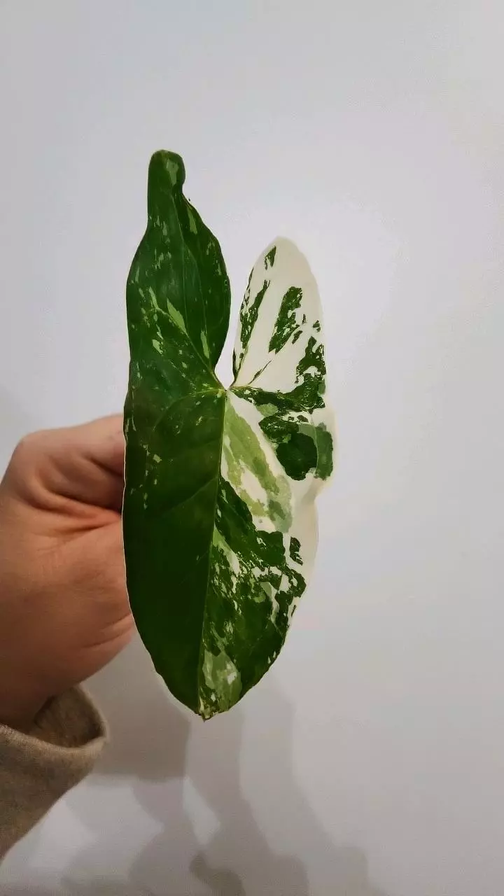 plant/Syngonium Albo-0