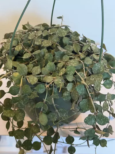 plant/6” HB Hoya Curtisii-1-thumbnail