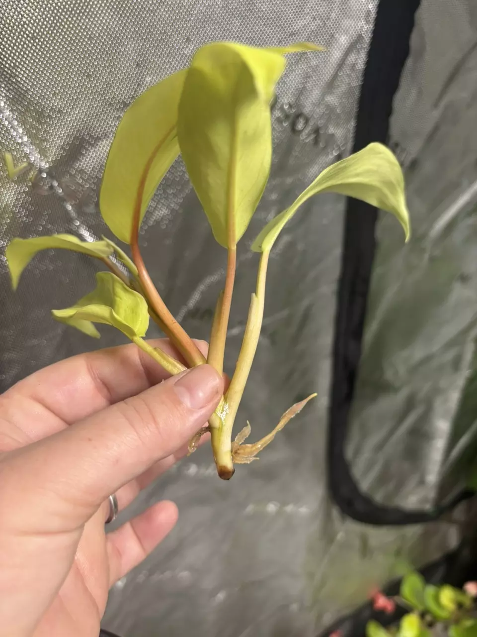 heat_pack/Thai Sunrise rooted cut-1