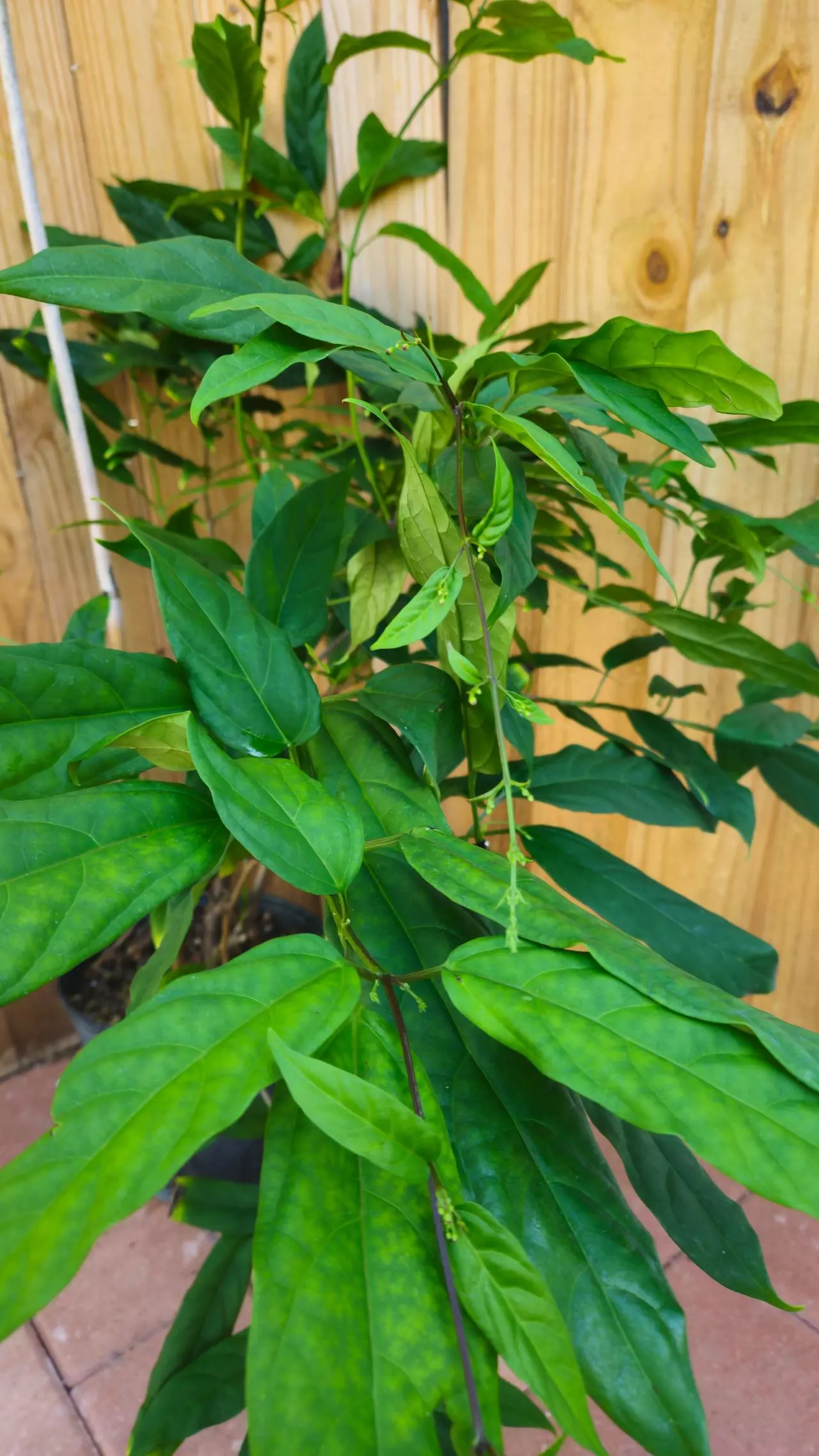plant/Clerodendrum Smitinandii 3ft- Smithianium - Lightbulb - Winter Glory - Starburst-1