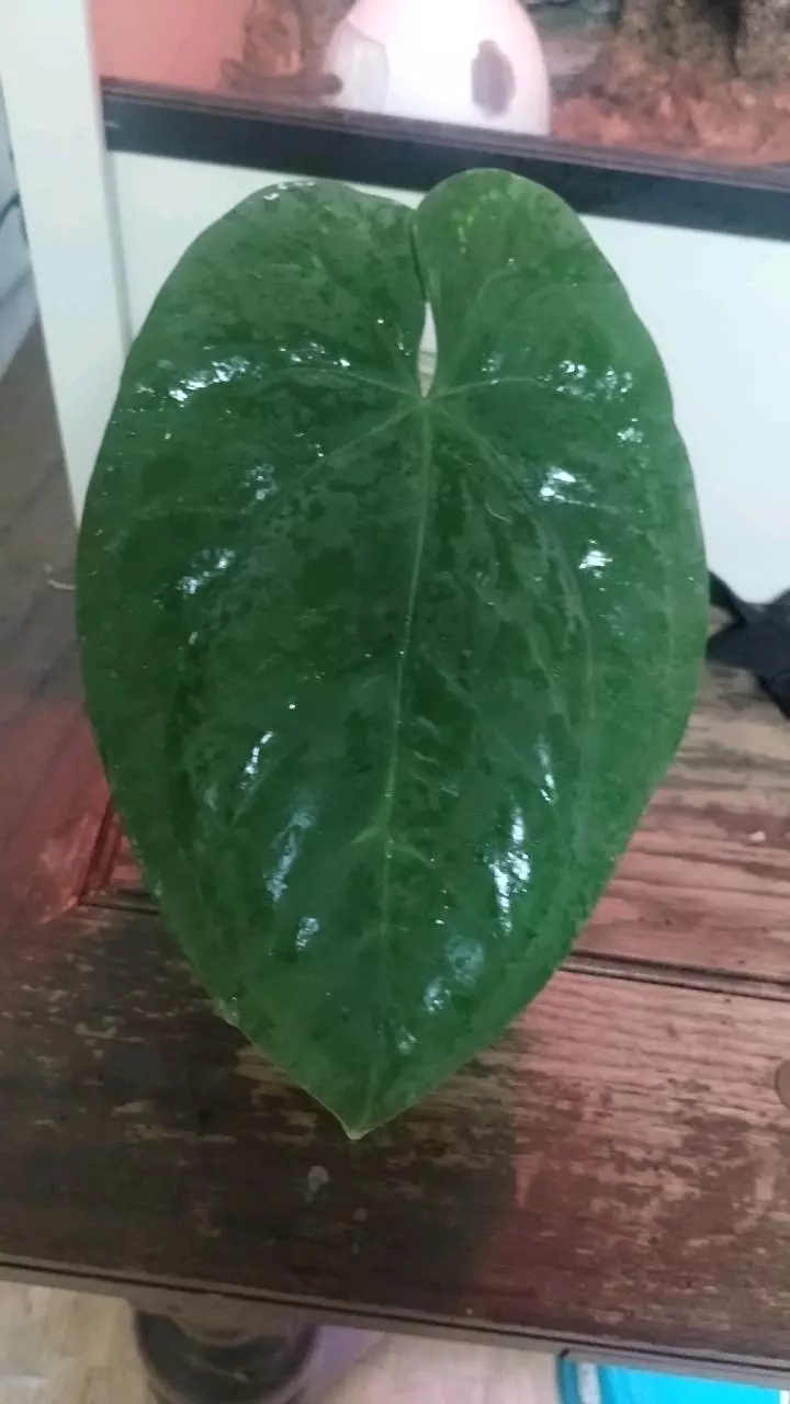 plant/PURE Dressleri! In cataphyll-0