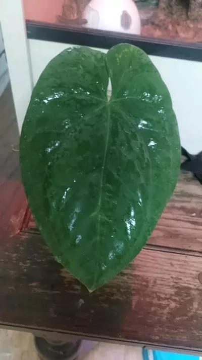 plant/PURE Dressleri! In cataphyll-0-thumbnail