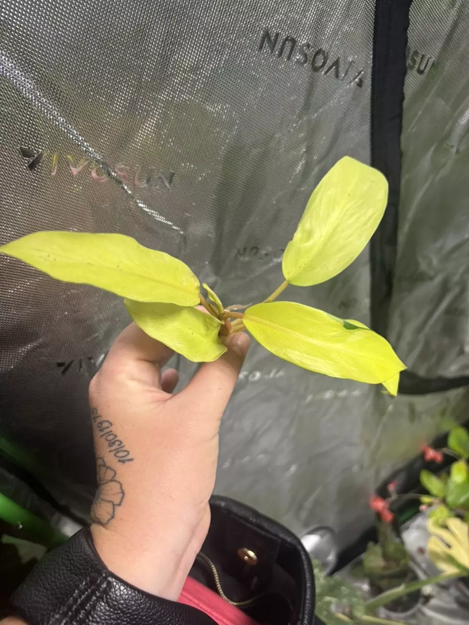 heat_pack/Thai Sunrise rooted cut-0