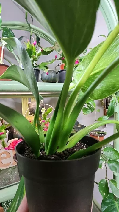 plant/Philodendron Birkin-2-thumbnail