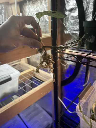 plant/Monstera obliqua pachicutza-2-thumbnail