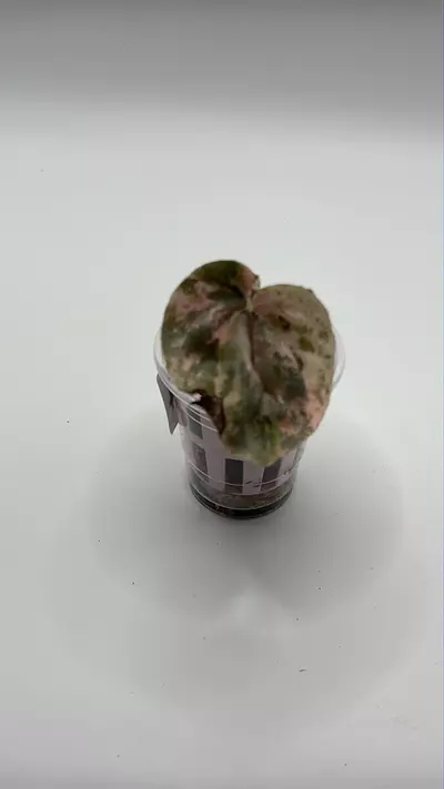 plant/Rooted cutting pink lady peperomia-0-thumbnail